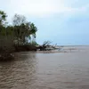 Improving the protection of dikes in Ca Mau