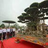 Vietnam chosen to host Asia-Pacific Bonsai Exhibition 2019