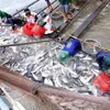 Tra fish export continues downward trend