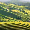 Tourism programme of Hoang Su Phi terraced rice fields opens