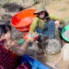 Dong Thap to flood rice fields for fertility