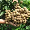 Hung Yen organizes the Week of Longan 2019