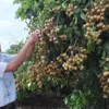 Son La launches export of locally-grown longan