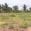 Phu Yen farmers to harvest rice to reduce flood danages