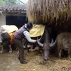 Farmers in Lao Cai strive to keep their cattles warm