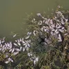 New Australia mass fish deaths in key river system