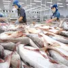 Tra fish exports to US, China decline