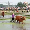 Farmers in Northern provinces begin ploughing the field