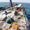 Fishermen in Khanh Hoa start new year with bumper catches