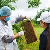 Experiencing life in bee farms