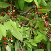 40% of Vietnam’s cacoa qualified as fine flavor