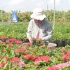 Millions of flowers in Sa Dec provide decorations for the Lunar New Year