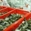 Vietnam expects to export more shrimp to China