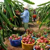 Enhancing competitiveness for Vietnamese agricultural products