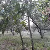 Cashew farmers fear poor yield during harvest season