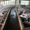 Việt Nam improves animal farming quality