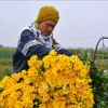 Flower village in full bloom for New Year