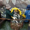 Việt Nam to see $2.4b in tra fish exports this year