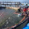 Farmers use advanced techniques to breed fish in cages