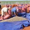 Cashew price to recover this year