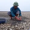 Clams die en masse in Thanh Hóa Province