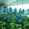 HCM City focus on applying hi-tech in to key agriculture products