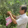 Đồng Tháp surges ahead with GAP quality for fruits, innovative selling methods