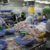 Tra fish industry needs to improve product quality