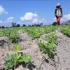 Ninh Thuận helps farmers shift to new crops during dry season