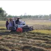 Việt Nam, China look to increase rice trade co-operation