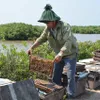 Nectar of the sea: Beekeepers making riches from the coastal mangrove