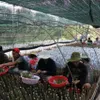 Country's biggest provider of fruit seedlings improves quality