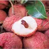 Thiều lychee week to take place in Hà Nội