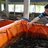 Super–intensive farming of white-legged shrimp brings high profits