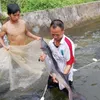 Caged-sturgeon breeding brings high incomes to mountainous farmers