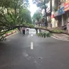 One killed by fallen tree