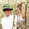 Precious ginseng found in Quảng Nam