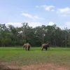 Two elephants released back to the wild