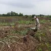 Mekong Delta sugarcane farmers switch en masse to other crops