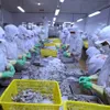 VASEP: Việt Nam to gain growth in shrimp exports to EU