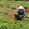 Trà Vinh produces more peanut seeds in rainy season to meet demand