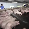 Bio-security most effective measure against African swine fever