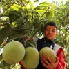 Vietnamese mangoes exported to Chile