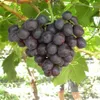 South African company to export fresh grapes to Việt Nam