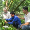 Đồng Tháp farmers grow mango in off-season to stagger supply, sustain prices