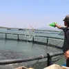 Time to tap ocean aquaculture potential