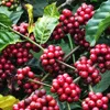 Coffee exports down in 9 months