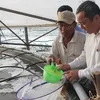 Shrimp breeders expand production, seek to join global supply chains