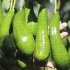 Việt Nam trying to get US export licence for avocados