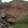 Lâm Đồng investigates forest destruction